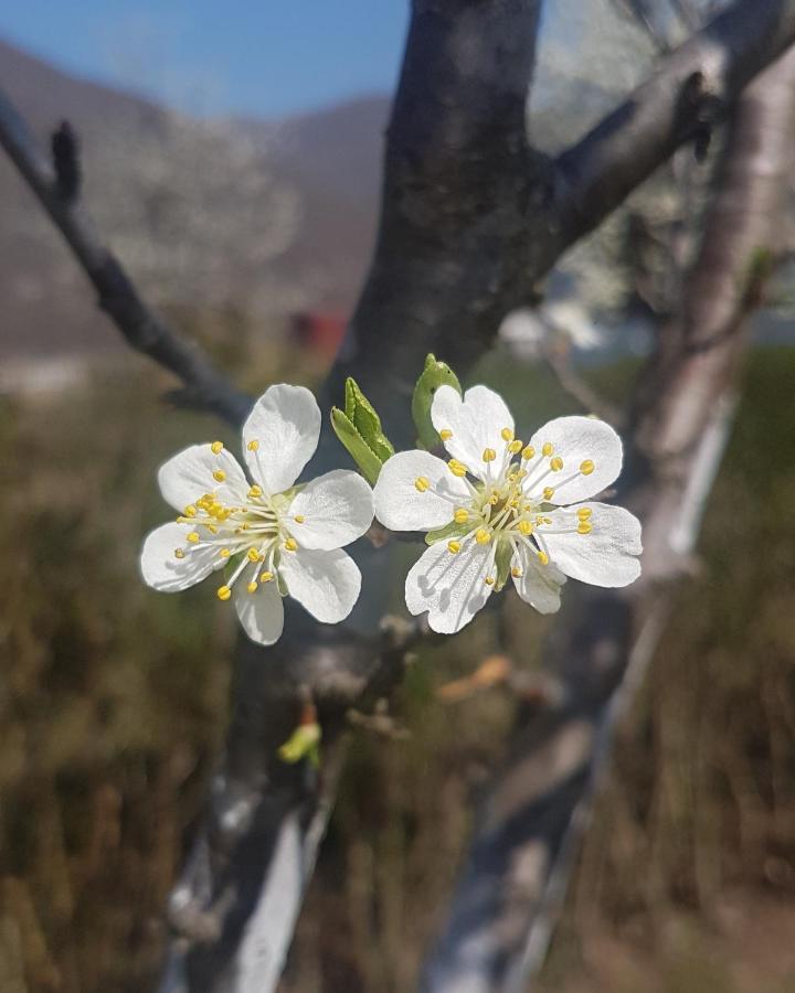 바이나 바슈타 Drina'S Heart 빌라 외부 사진